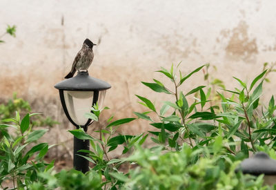 Close-up of bird perching on potted plant
