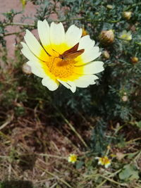 Close-up of yellow crocus blooming outdoors