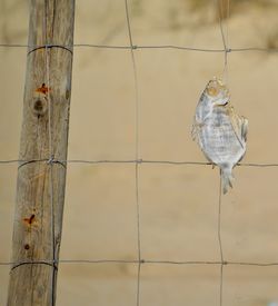 Low angle view of dried fish on net