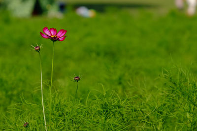 Close up of pink flowers blooming in field