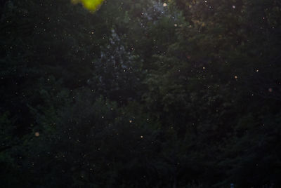 Low angle view of trees against sky at night