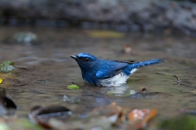 Close-up of bird perching on a lake