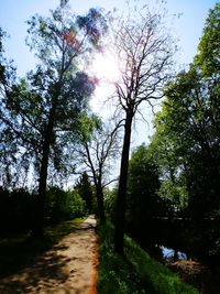 Road amidst trees in forest against sky