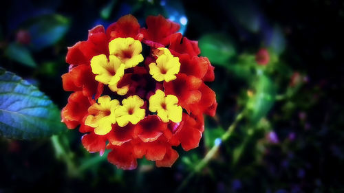 Close-up of red flowers