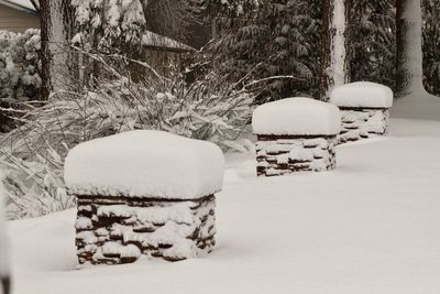 Close-up of snow on tree