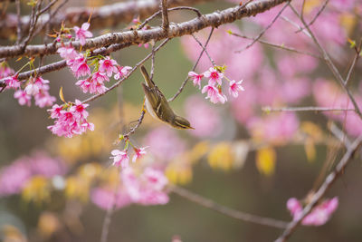 Close-up of pink cherry blossoms in spring