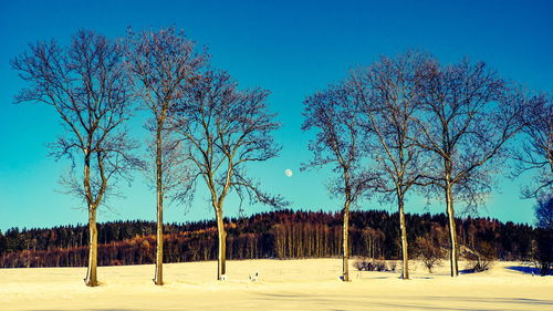 Bare trees on field against clear blue sky