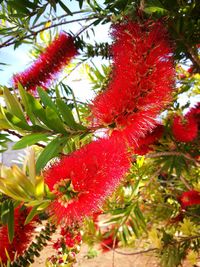Close-up of red flower tree
