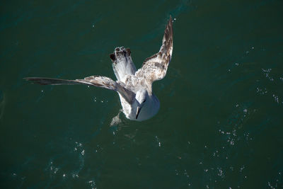 High angle view of bird flying over sea