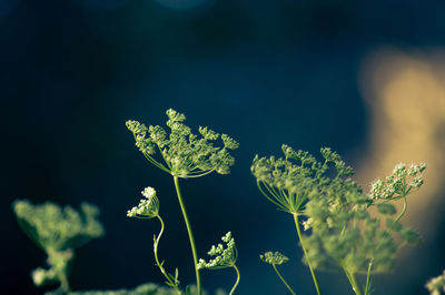 Cow parsley growing outdoors