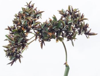 Close-up of flowering plant against white background