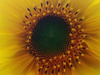 Full frame shot of sunflower