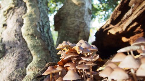 Close-up of tree trunk in forest