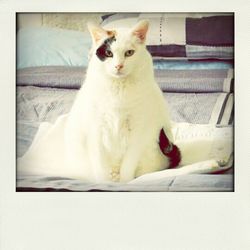 Cat resting on sofa