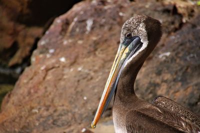 Close-up of pelican