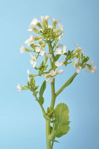 Close-up of white flowering plant against clear blue sky