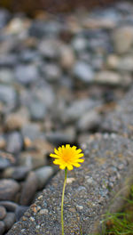 Close-up of yellow flowers