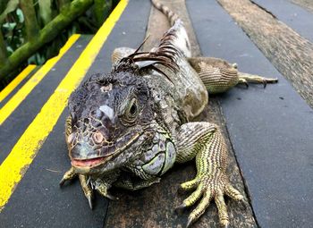 High angle view of animal on the road