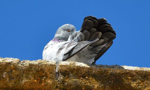 Low angle view of eagle perching on rock against clear blue sky