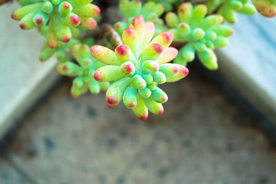 Close-up of pink flower buds