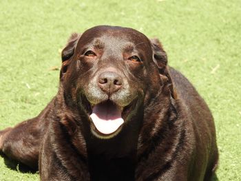 Close-up portrait of a dog