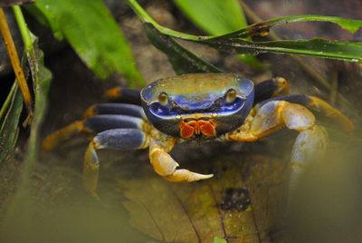 Close-up of crab outdoors