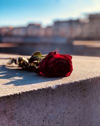 Close-up of rose roses