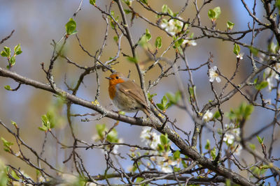 Low angle view of bird perching on tree