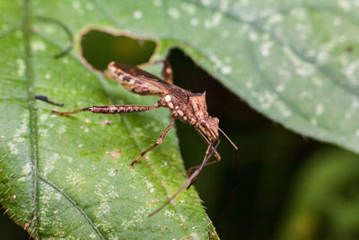 Close-up of insect on leaf