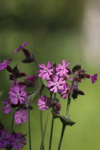 Close-up of insect on pink flowering plant