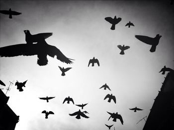 Low angle view of birds flying in sky