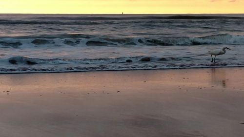 Scenic view of beach at sunset