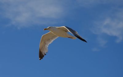 Low angle view of seagull flying in sky