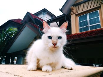 Portrait of a cat looking away against building