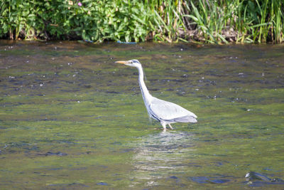 Side view of a bird in calm water