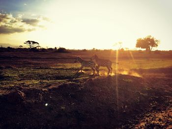 Zebras running on field at sunset