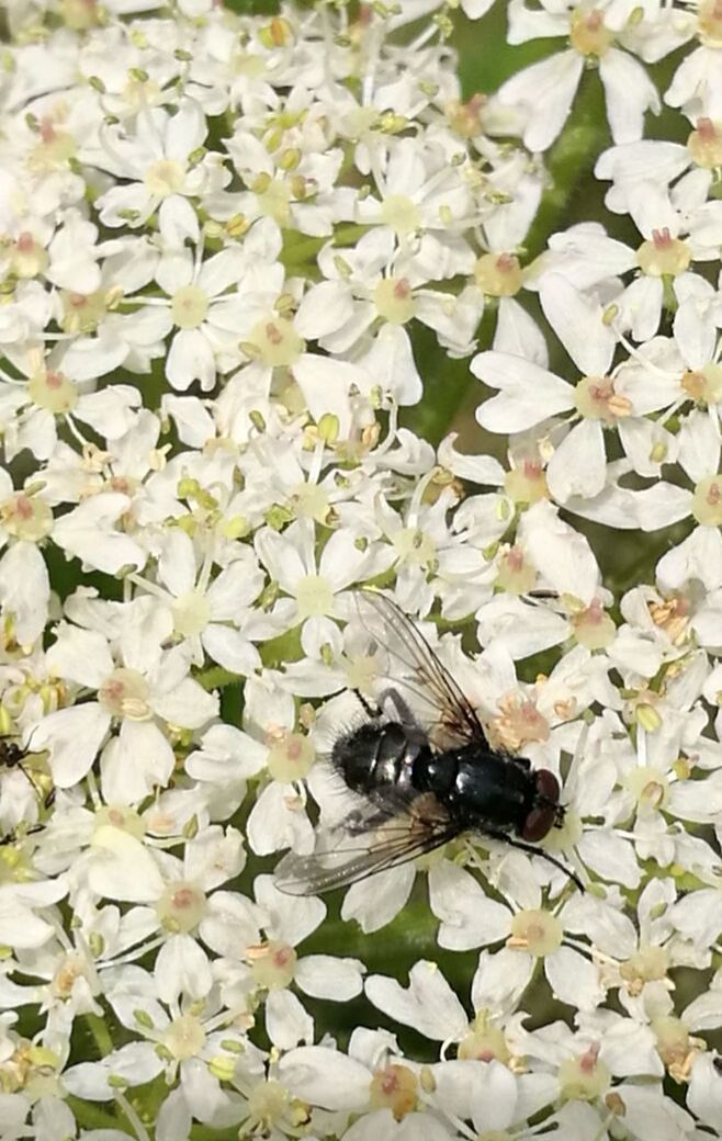 CLOSE-UP OF INSECT ON WHITE FLOWER