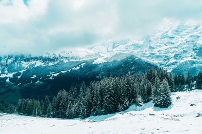 Aerial view of pine trees on snowcapped mountains against sky