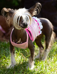 Dog on grass