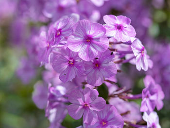 Close-up of pink cherry blossoms