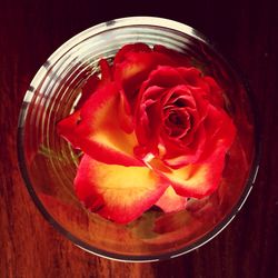 Close-up of pink rose