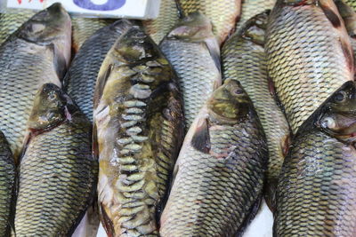 High angle view of fish for sale in market