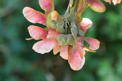 Close-up of pink flowering plant leaves