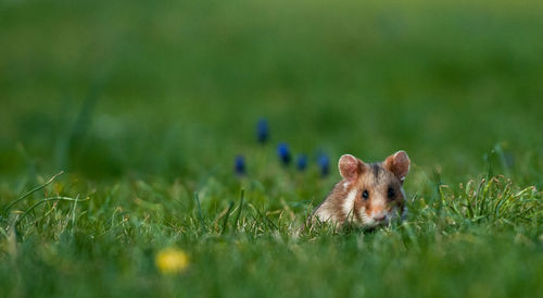 Close-up of squirrel on grassy field