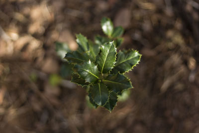 High angle view of plant growing on field