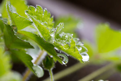 Close-up of raindrops on plant