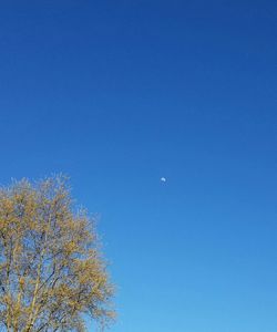 Low angle view of trees against clear blue sky