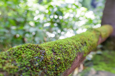 Close-up of moss growing on rock
