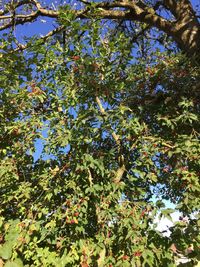 Low angle view of tree against sky