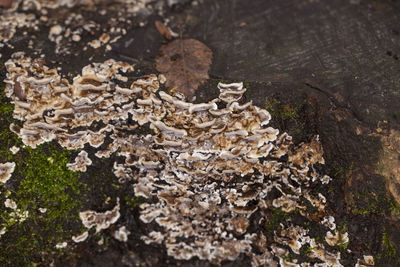 High angle view of mushrooms growing on tree trunk
